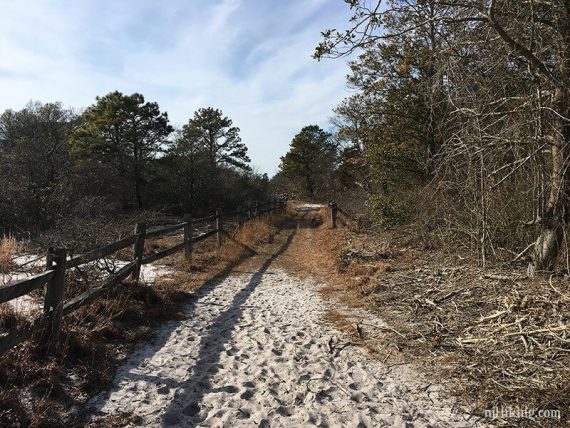 Sandy trail next to a fence with trees on either side along Reed’s Trail