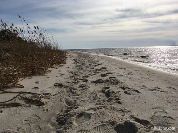 Beach trail along the ocean on Reed’s Trail