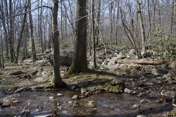 State Line Trail is blazed BLUE on WHITE and starts out along a stream.