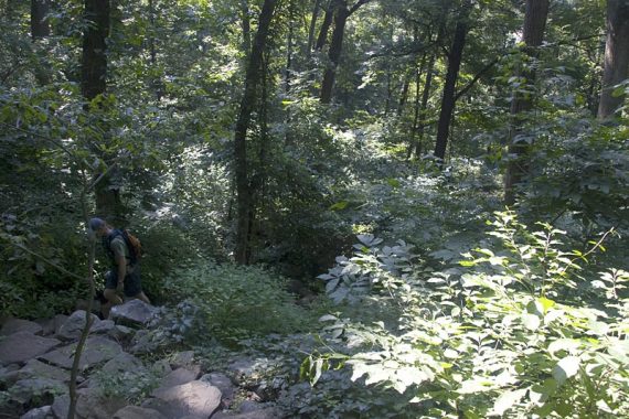 Baldpate Mountain - Summit Trail