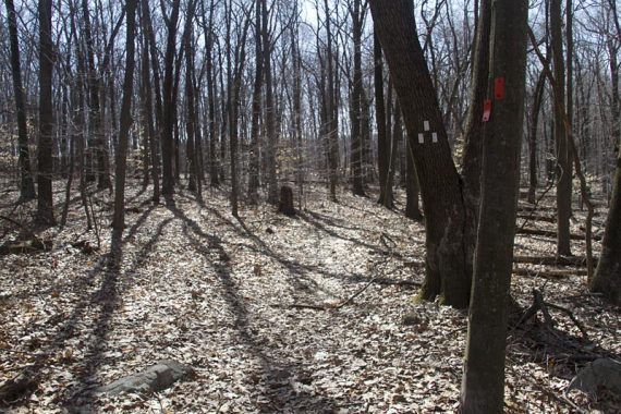 WHITE and ORANGE trails