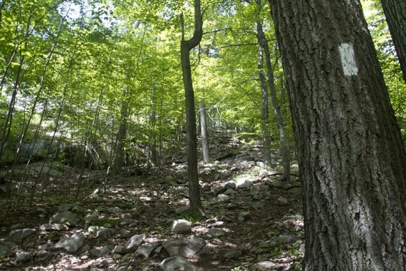 Appalachian Trail white marker on a tree.