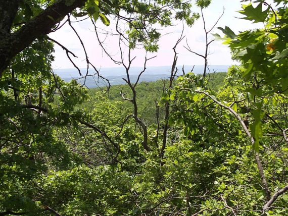 Viewpoint partially obscured by trees