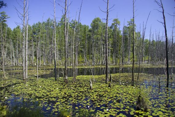 Tall skinny trees submerged in the water of Skit Branch.