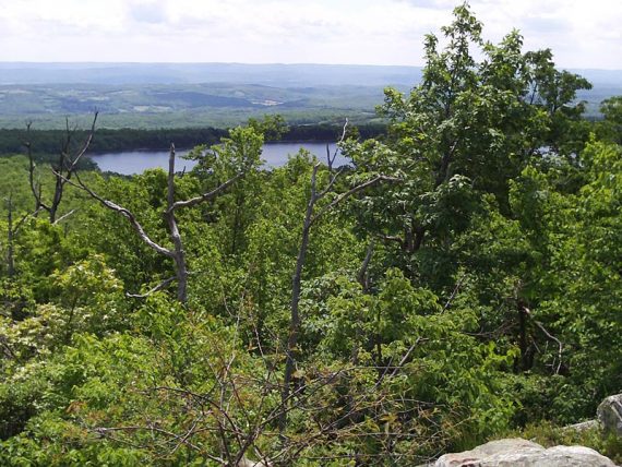 Lake Rutherford in the distance seen beyond trees