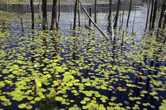 Lily pads in Skit Branch.