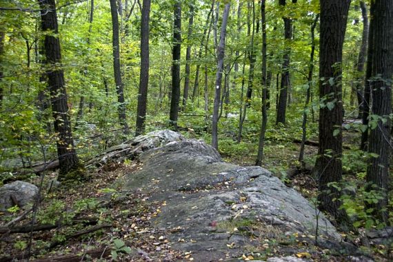 Beaver Brook trail