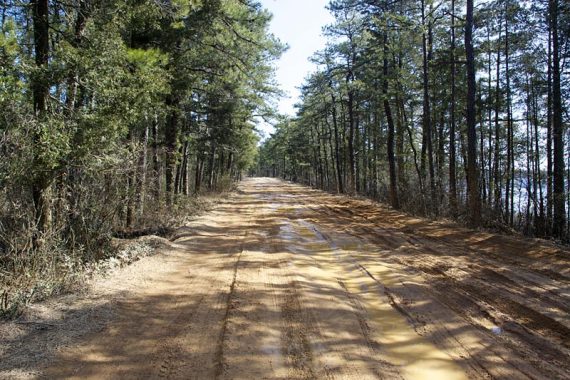 Trail surface of Jenkins Road.