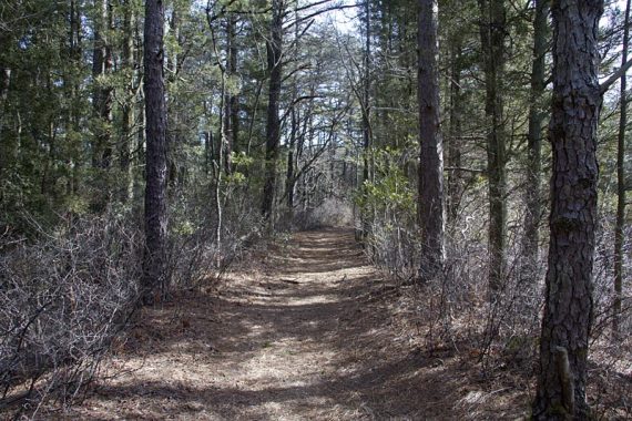 Mt Misery trail