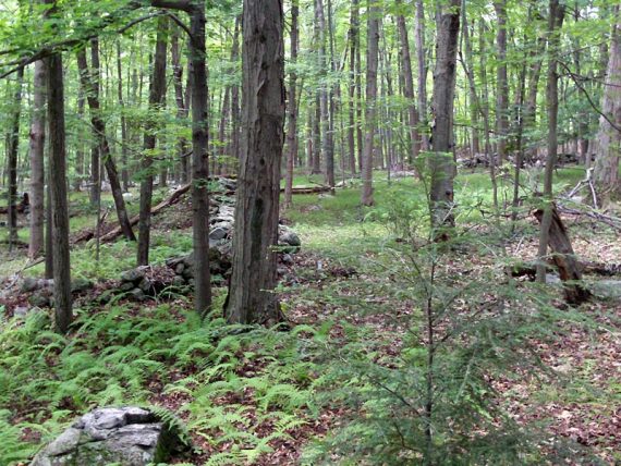 Old stone walls along the trail.