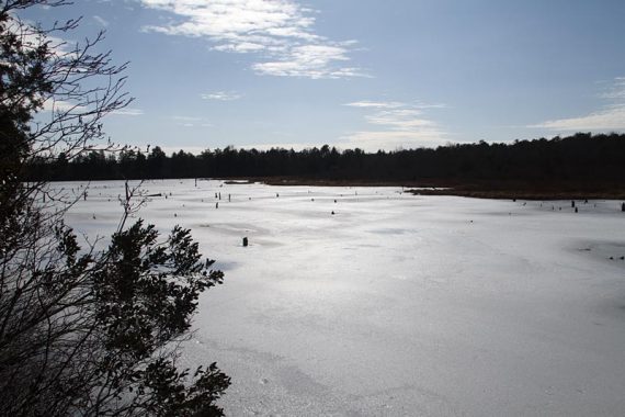 Frozen cranberry bog at Double Trouble.