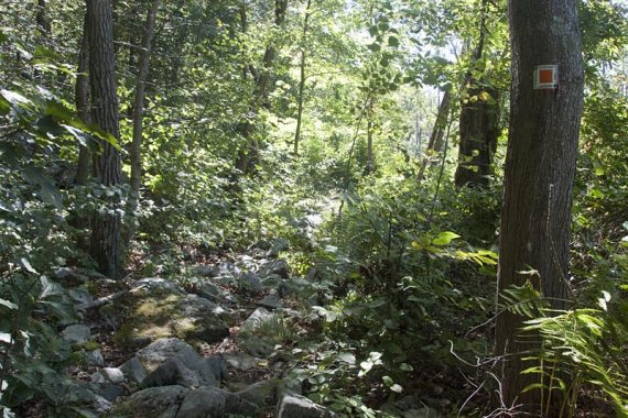 Brief rocky section of the Pumphouse Trail