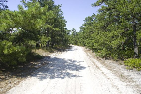 Batona Trail follows sand roads in places.