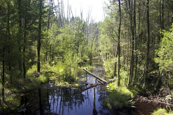 Stream running through and area of trees.