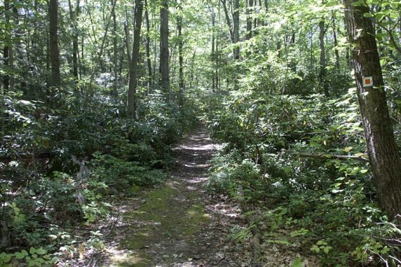 Pumphouse trail is a old woods road