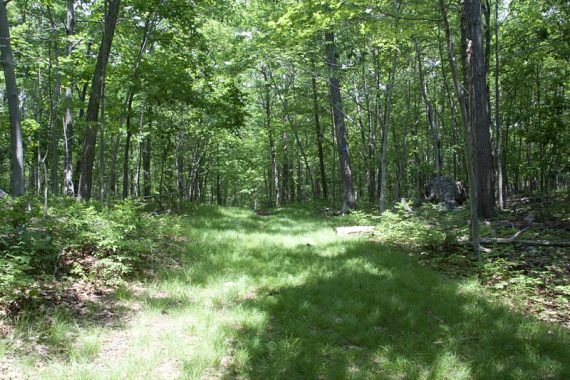 Pine Swamp Trail