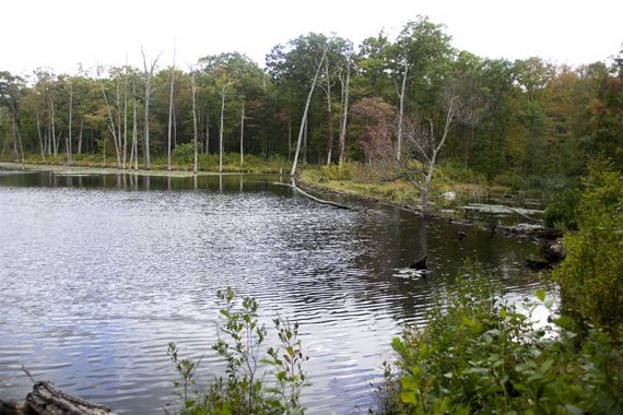 Lost Lake is damned by beavers