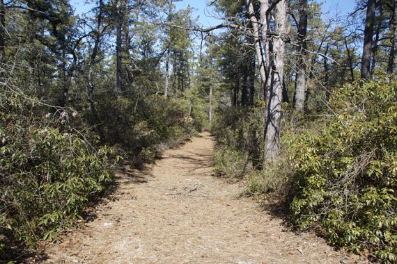 Short path to Bear Swamp Hill is lined with rhododendron.