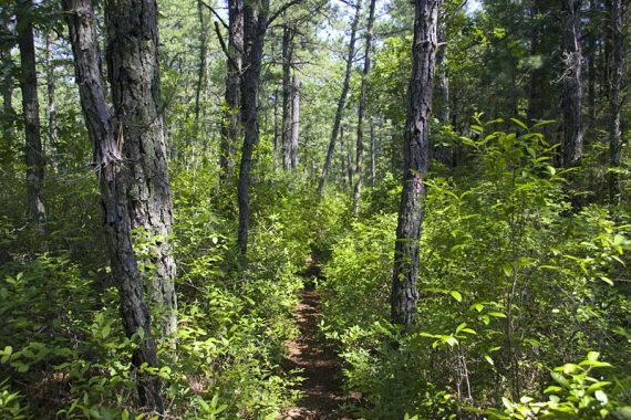 Pine Forest with trail overgrown with low shrubs.