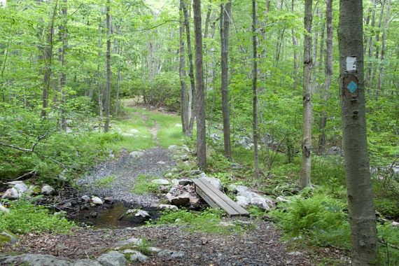 Pine Swamp Trail