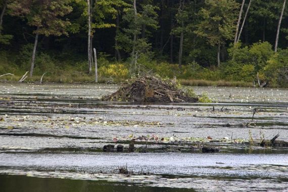 Beaver lodge on Lost Lake