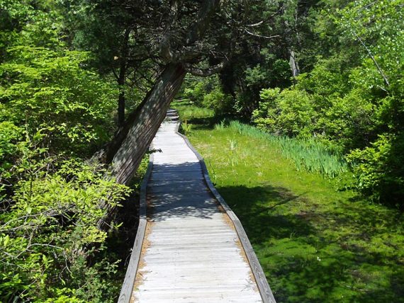 Boardwalk trail over a swamp