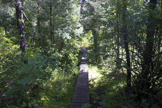 Long wooden boardwalk on a trail.