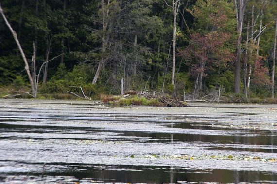 Another beaver lodge