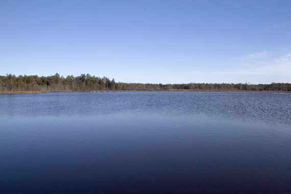 Cranberry bog