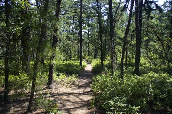 Flat dirt trail through a pine forest.