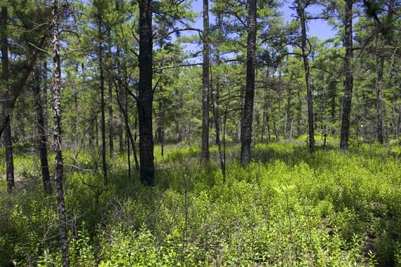 Thick low shrubs with pine trees all around.