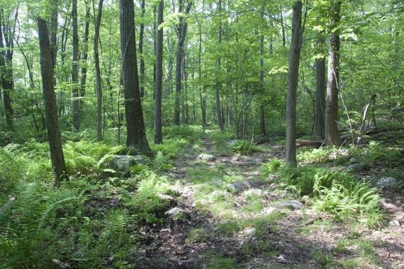 Unmarked Boulder Trail