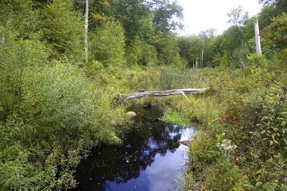 Beaver Brook