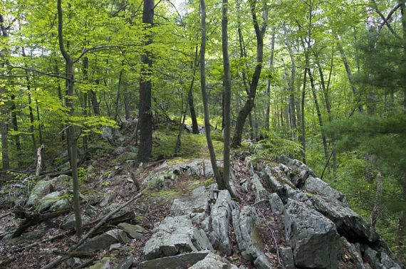 Hanks West trail on the return route