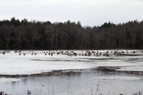 Cranberry bog with geese on it.