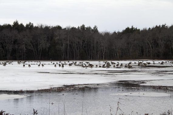 Cranberry bog