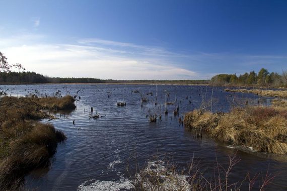 Cranberry bog