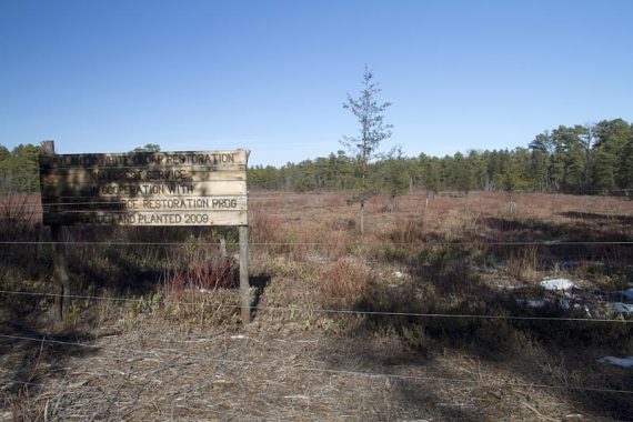 Forest replanting