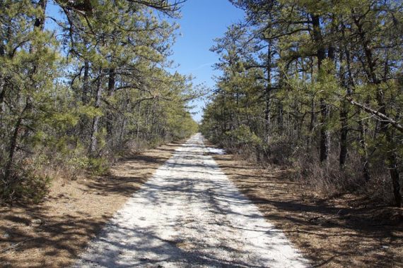 The pines start getting shorter as you enter the Pine Plains on Stave Rd.