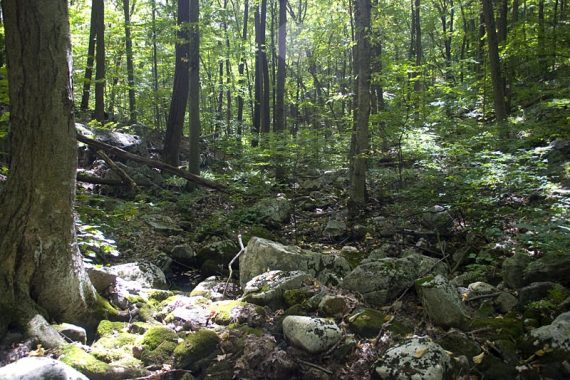 Along Beaver Brook Trail