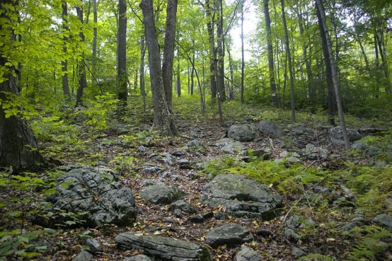 Beaver Brook Trail