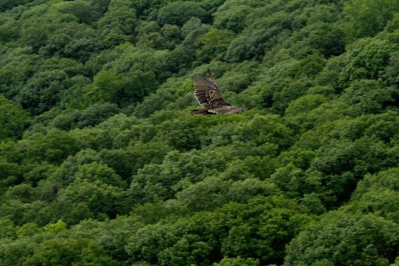 Turkey vulture.