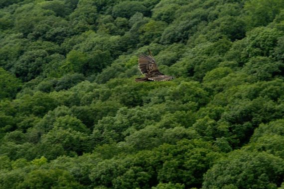 Turkey vulture 