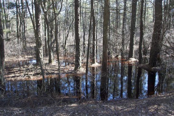 Atlantic White Cedar swamp.