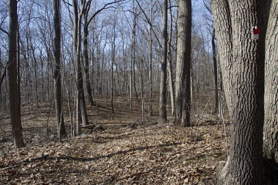 RED/WHITE trail, in March.