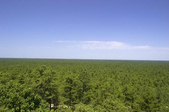 View from Apple Pie Hill fire tower of a flat expanse of pine trees.