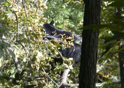 Large black bear spotted in a tree