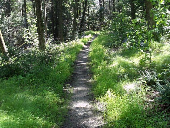 Laurel Pond trail