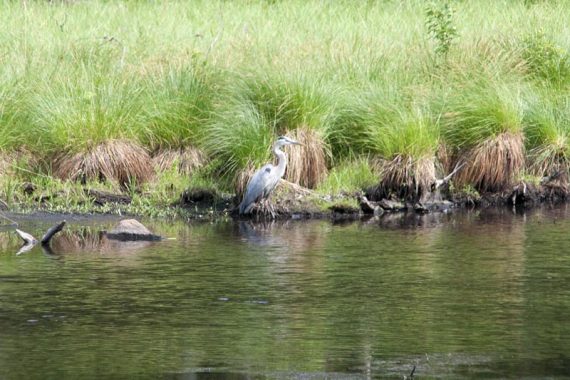 Great blue heron