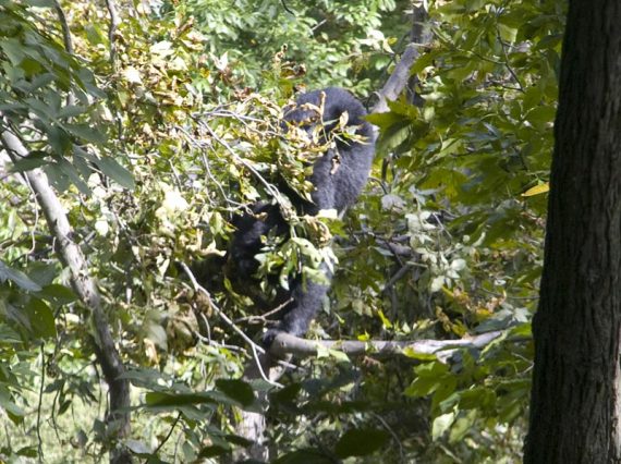 Black Bear in a tree